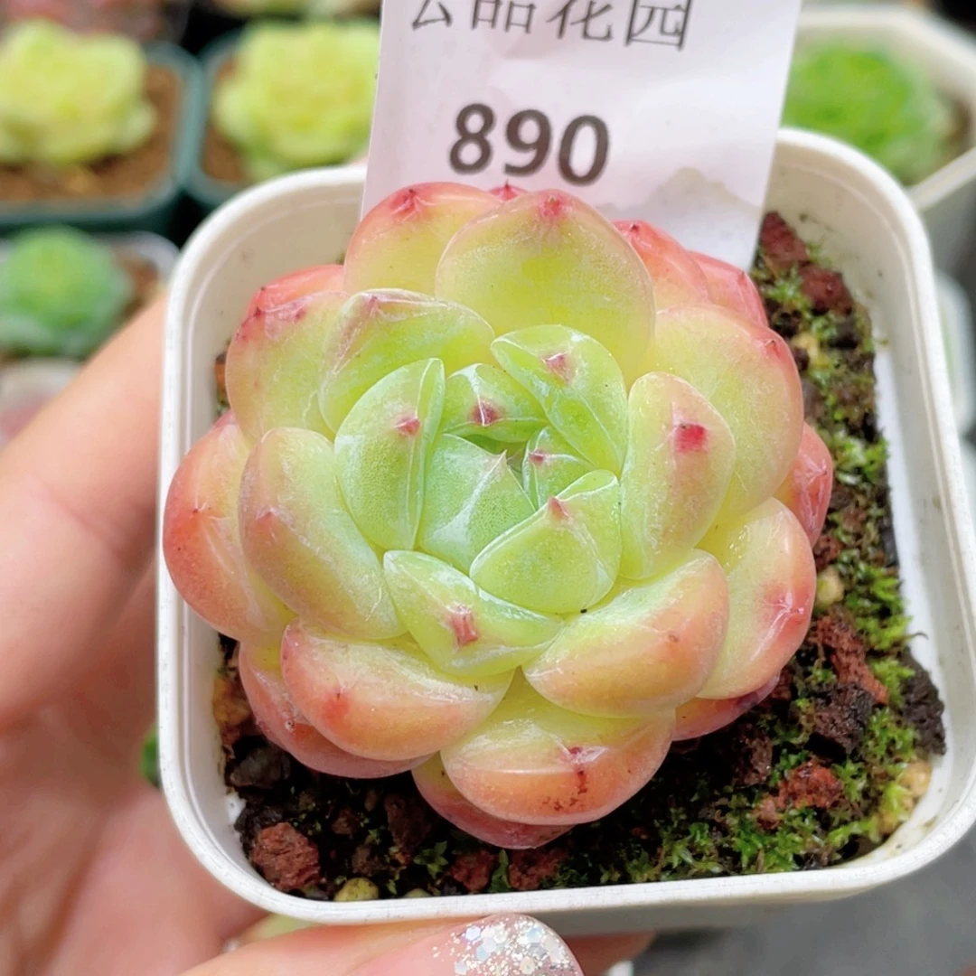 890号糖心冰心珍妮