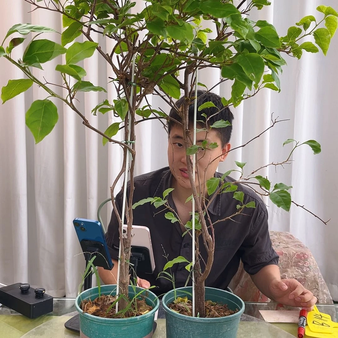 当前无花栽培后可以开花广红英带竹一颗