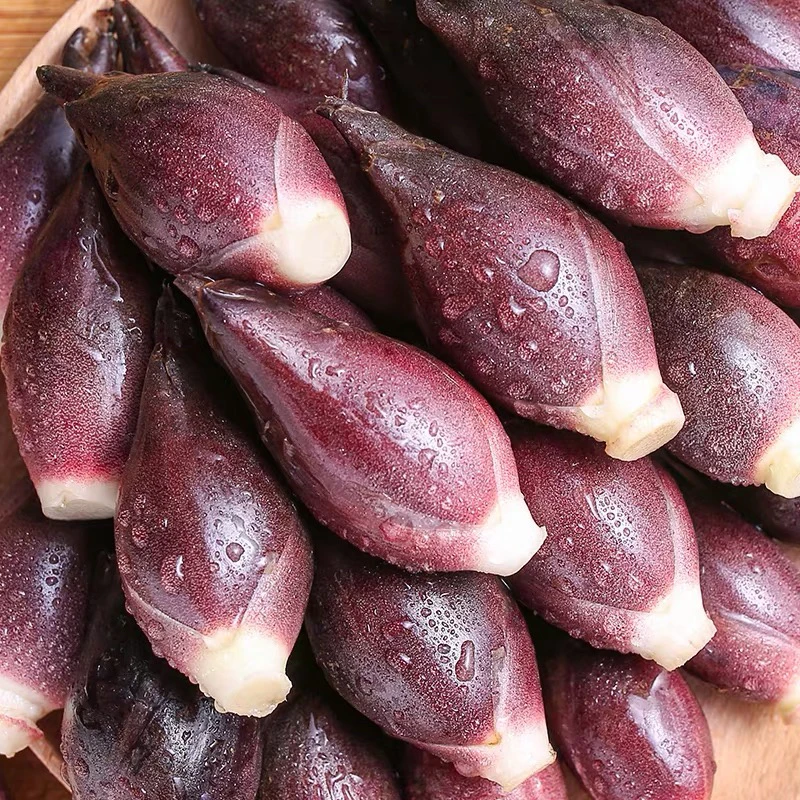 贵州新鲜现摘阳荷姜当季蔬菜鲜嫩脆爽可凉拌洋河姜