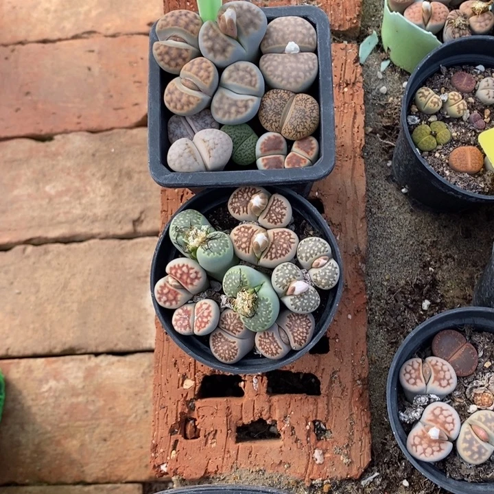 我***天生石花的季节是891