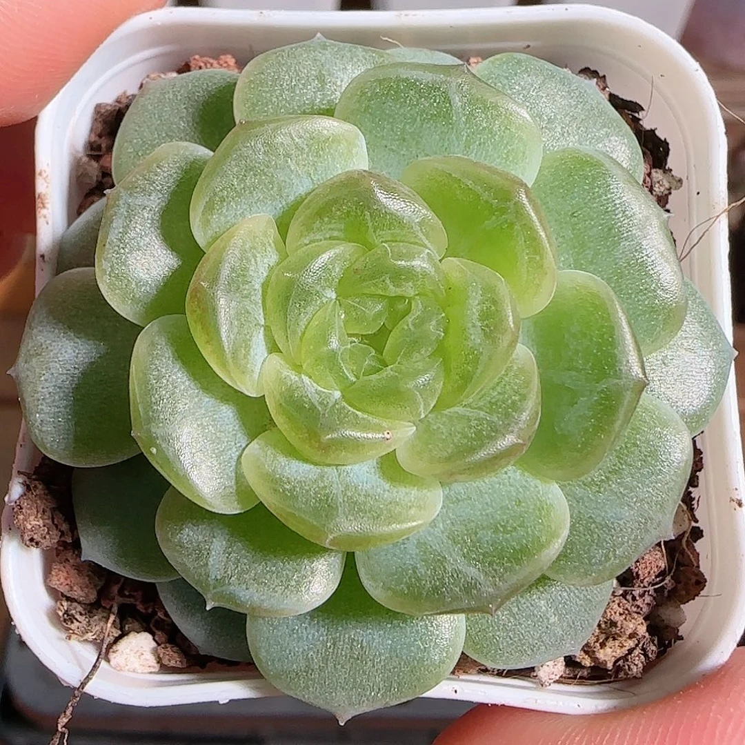 1106--100无尽灯珍妮