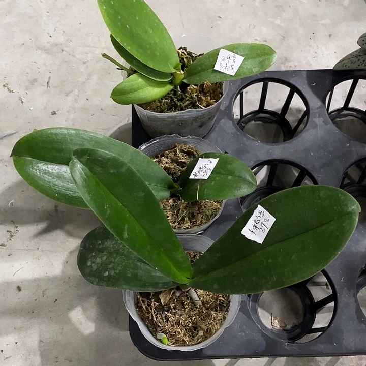 完全开放处理苗叶损不售后3.0美杜莎➕2.8曼塔安➕2.8卡布奇诺