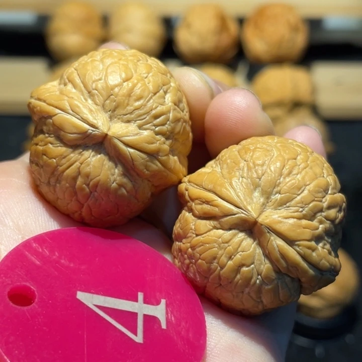 大西瓜34尺寸核桃