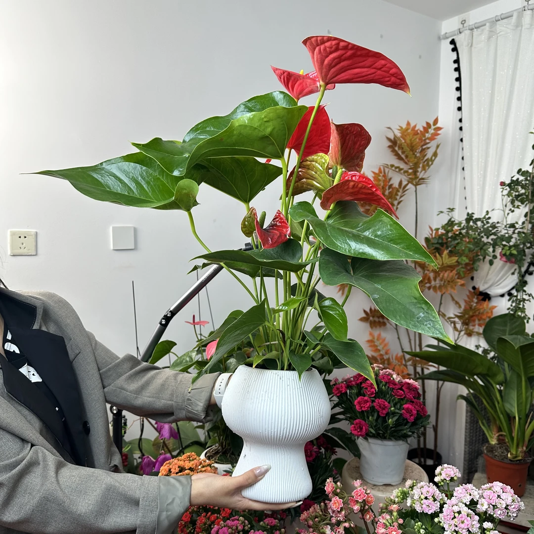 （新疆包邮）红掌盆栽办公室客厅桌面植物