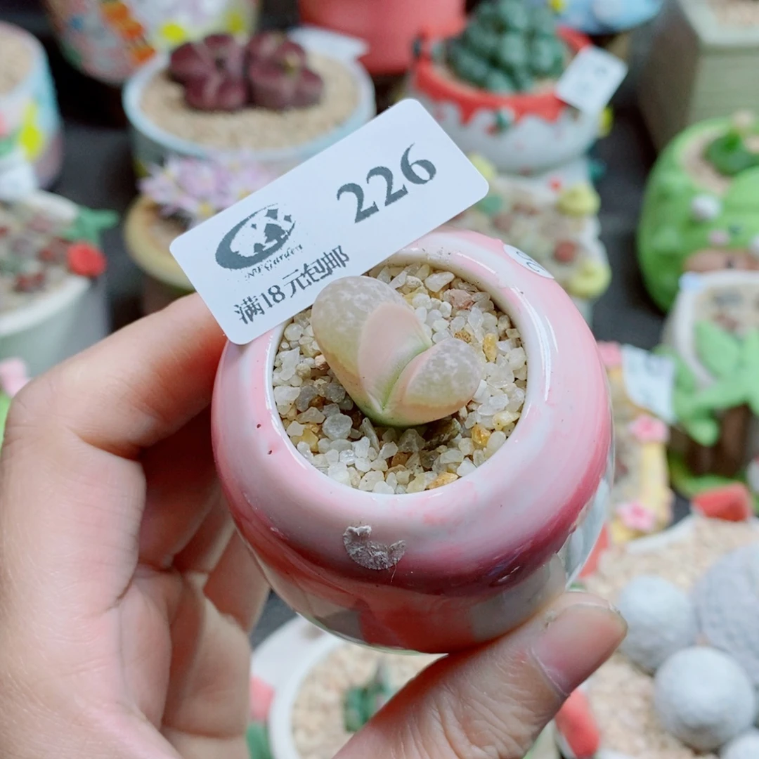 生石花花花花花花226