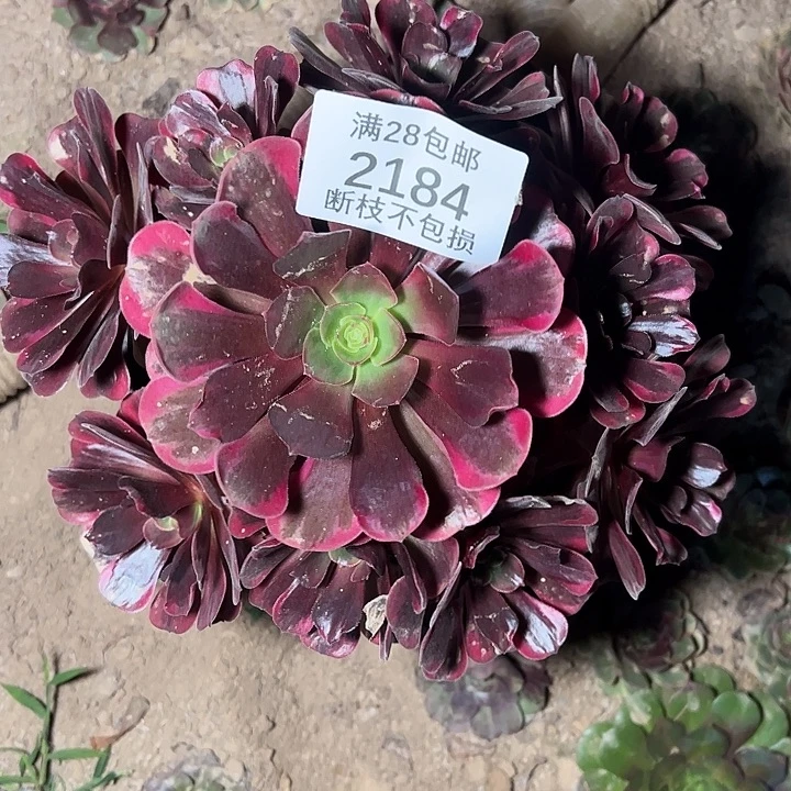 2184爱神多肉植物