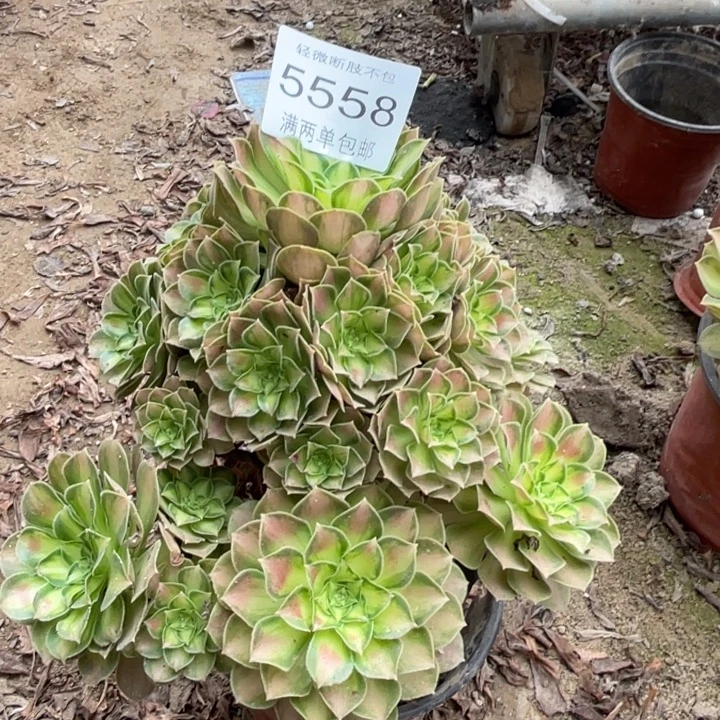 5558韶华的人多肉的