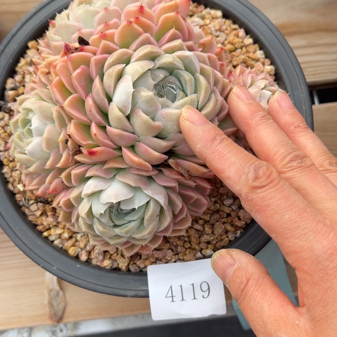 有*天4119肉多么多么多么多哦