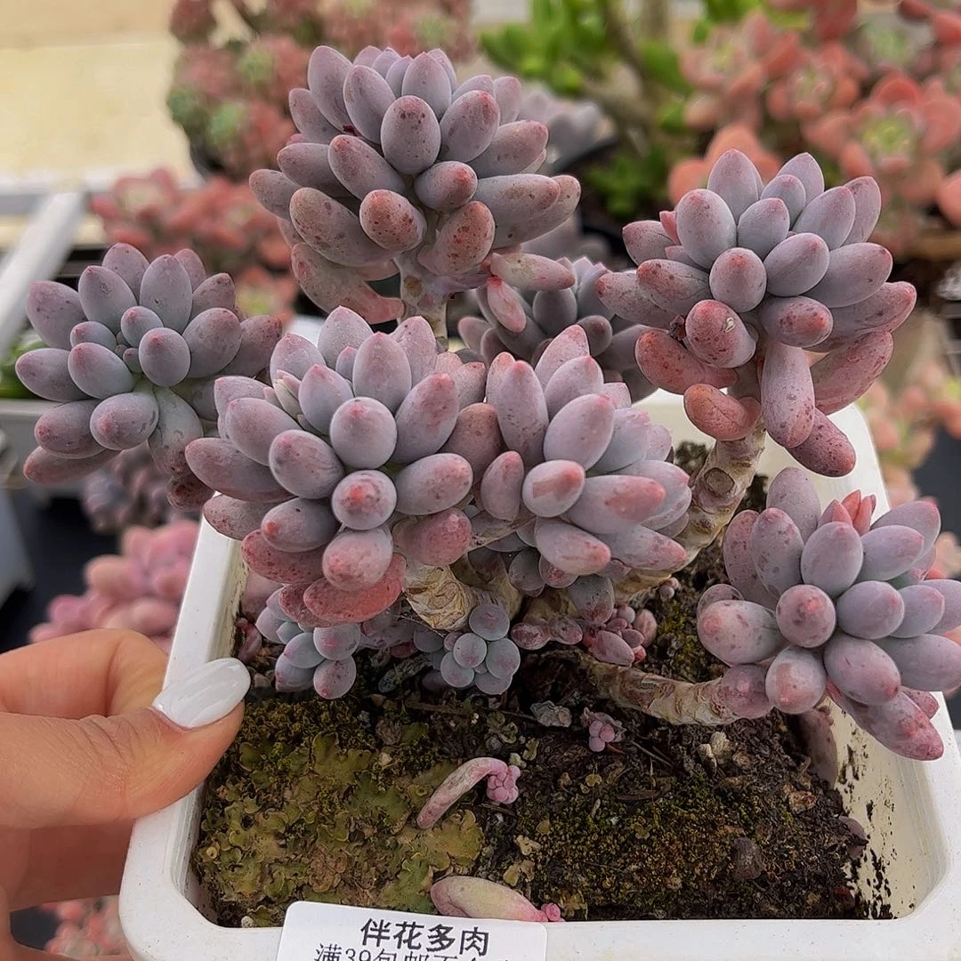 151-婴儿手指多肉12cm