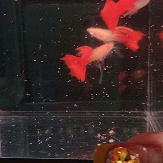 孔雀鱼血红绒球2对