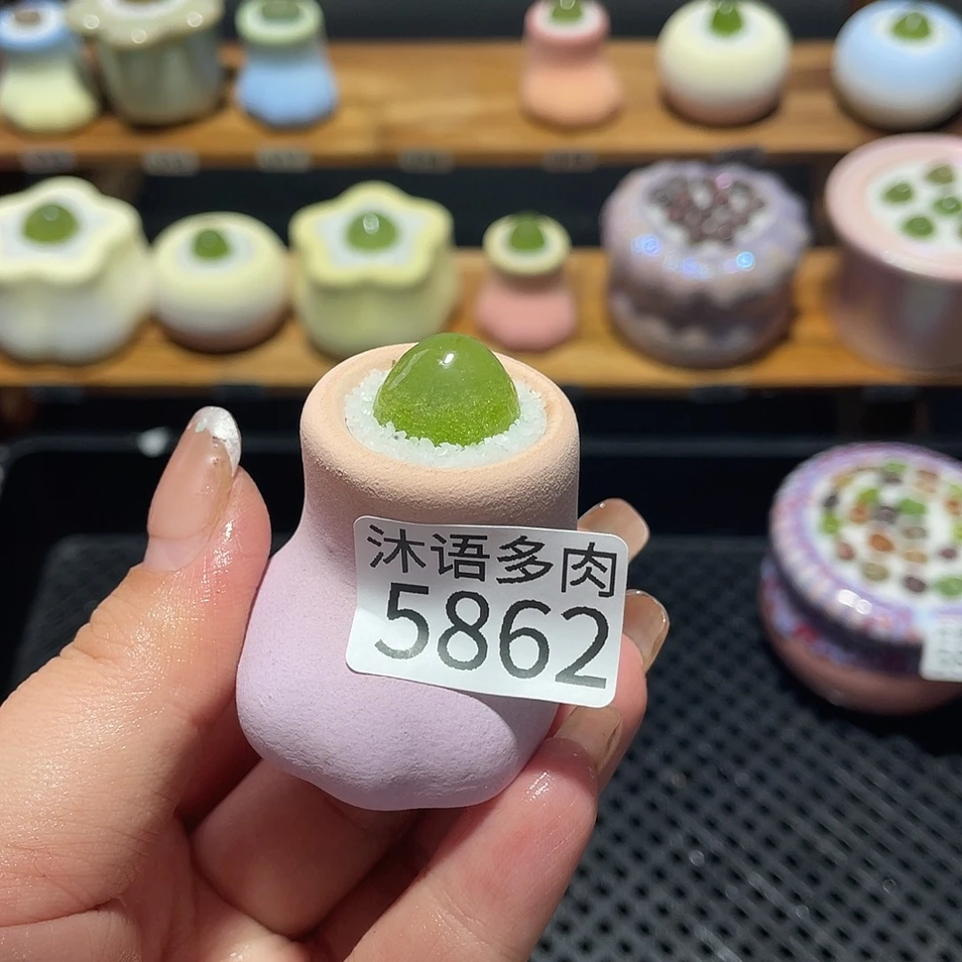 筱***儿带盆土植物 一物一拍5862