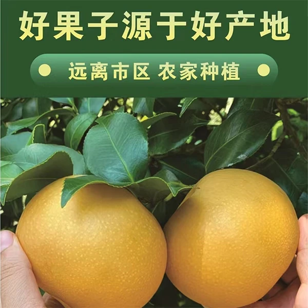 正宗山东头茬秋月梨脆甜多汁新鲜水果中秋送礼佳品