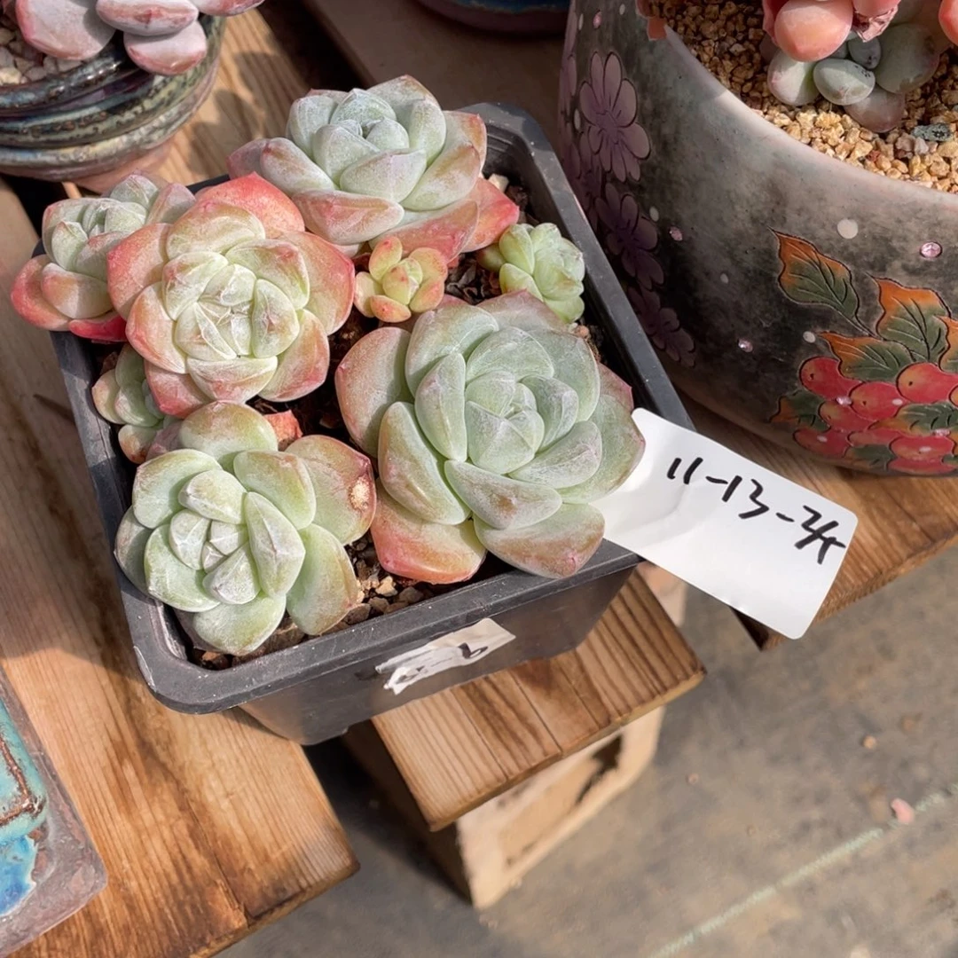 L***L11-13-34静好多肉园艺