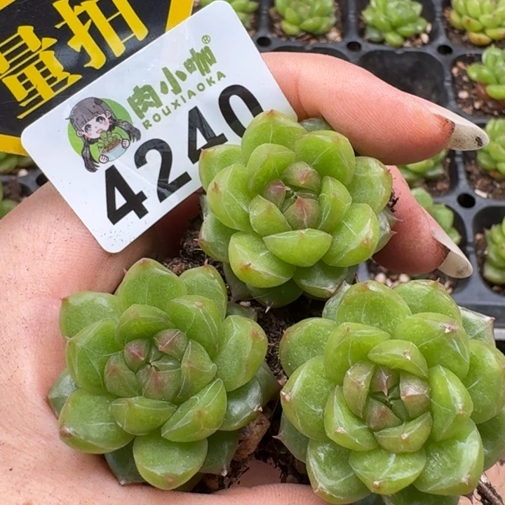 无花朵多肉植物多肉植物