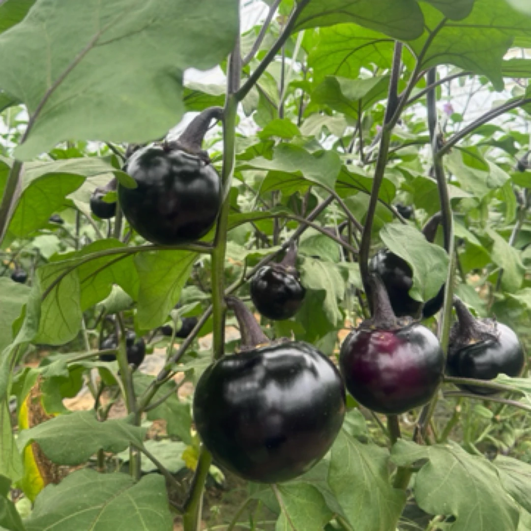 紫圆茄子蔬菜3斤密云农家自产菜包邮到家新鲜现摘现发紫圆茄子