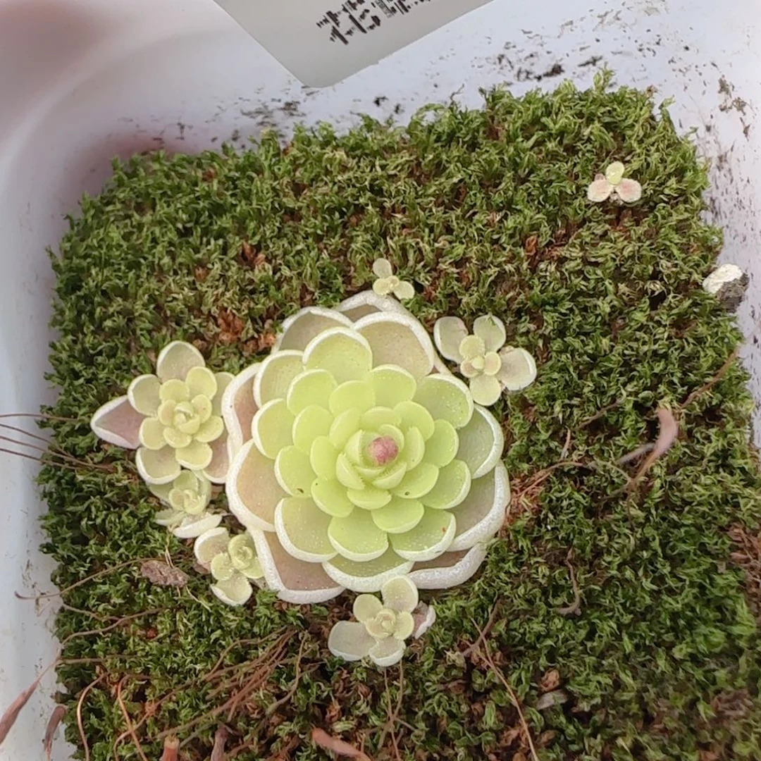 花语多肉1221-248爱丽丝