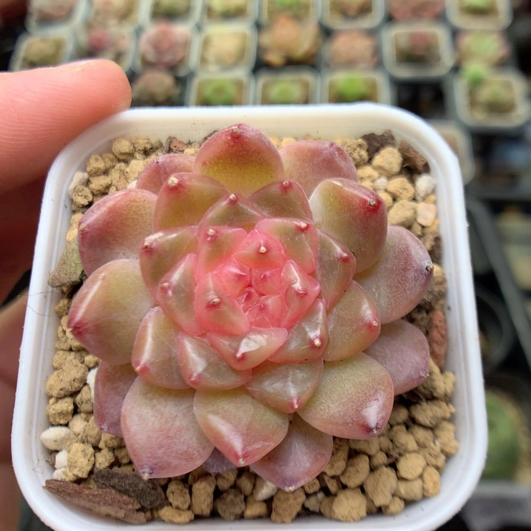 E49珍妮糖心优选y y y y y y