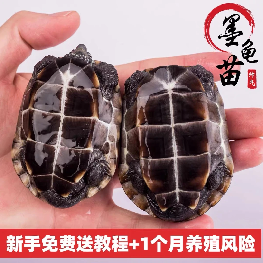 外塘冷水中华草龟小墨龟90%黑底草龟