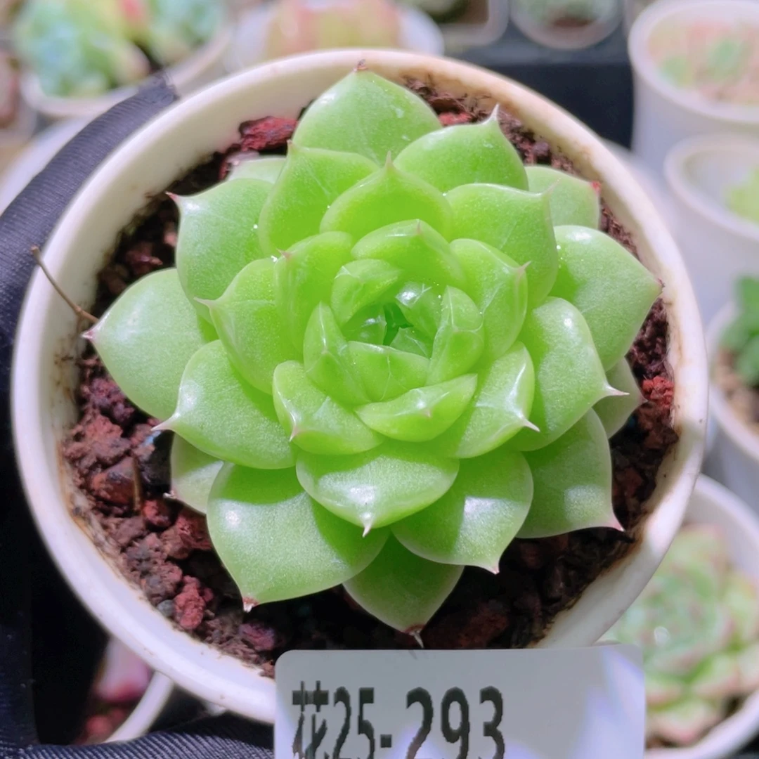 花利美25-293麦秆