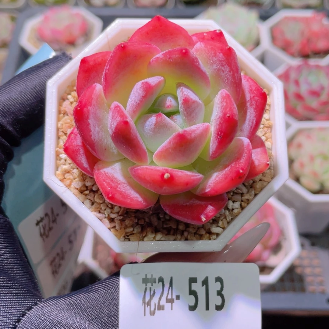 花利美24-513精选糖心