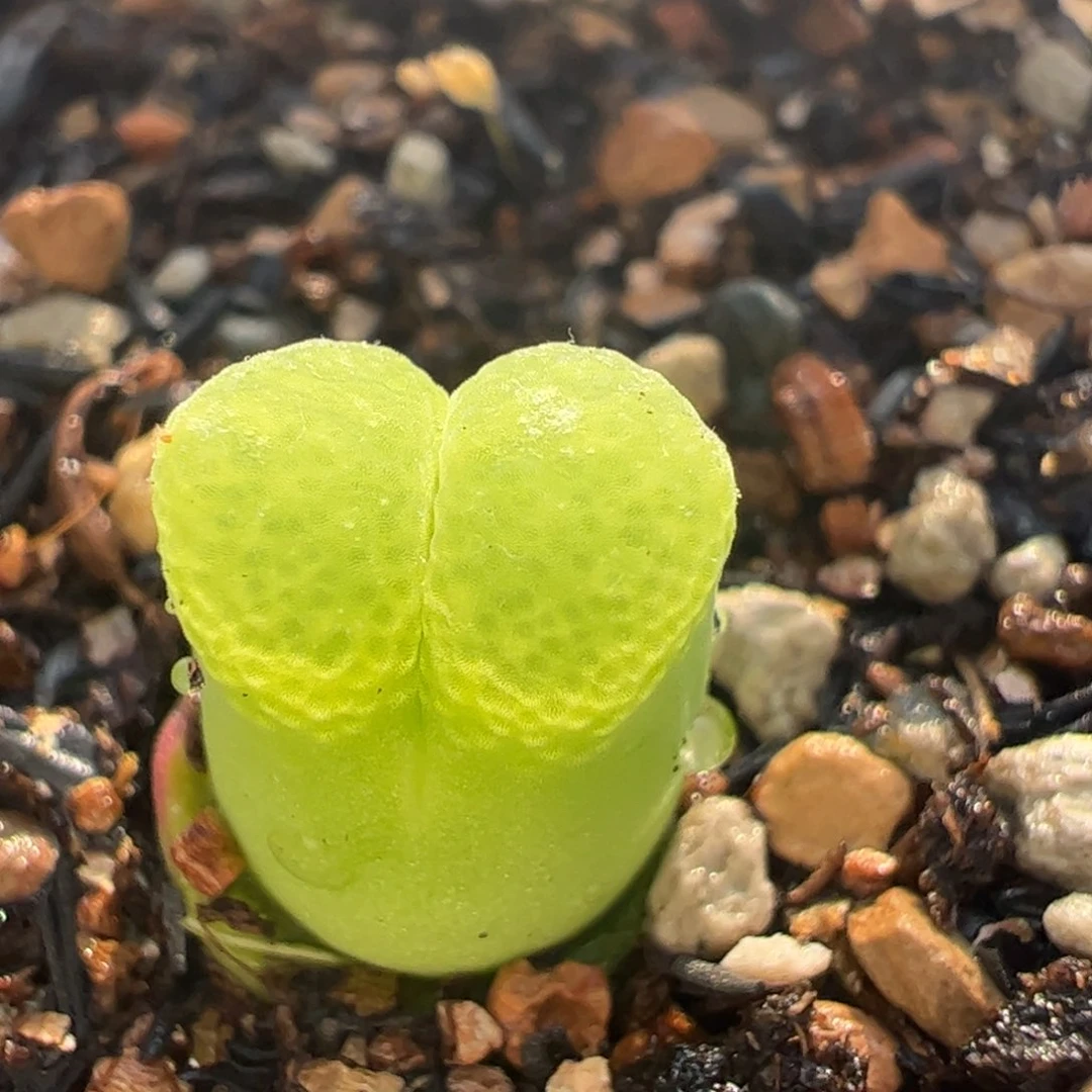 云朵芭比多肉植物百科