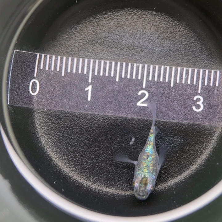 海水鱼海王星球球25号