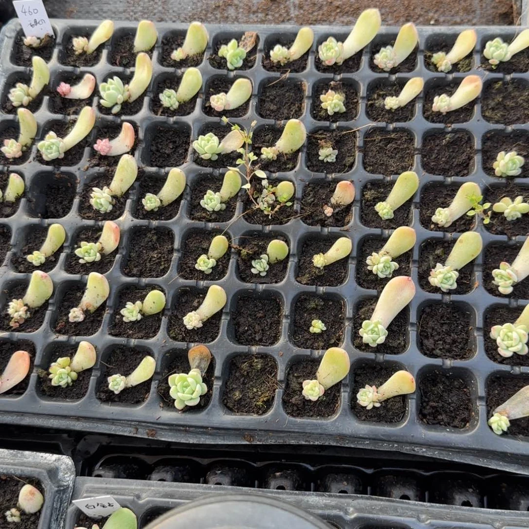 460 穴一个满25包邮