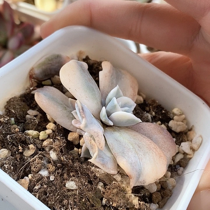 丽娜莲锦一物一拍，