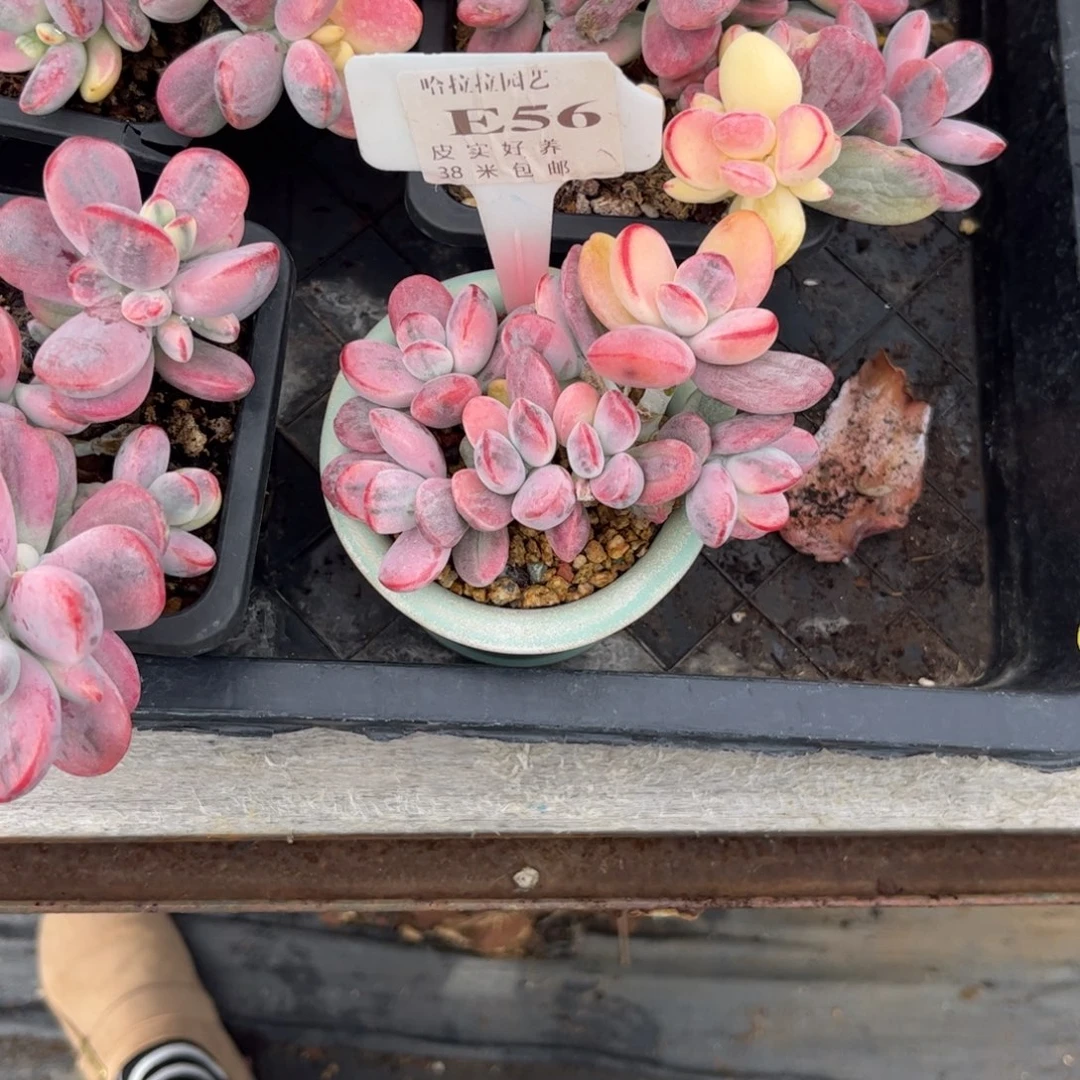 白***多肉植物1111111