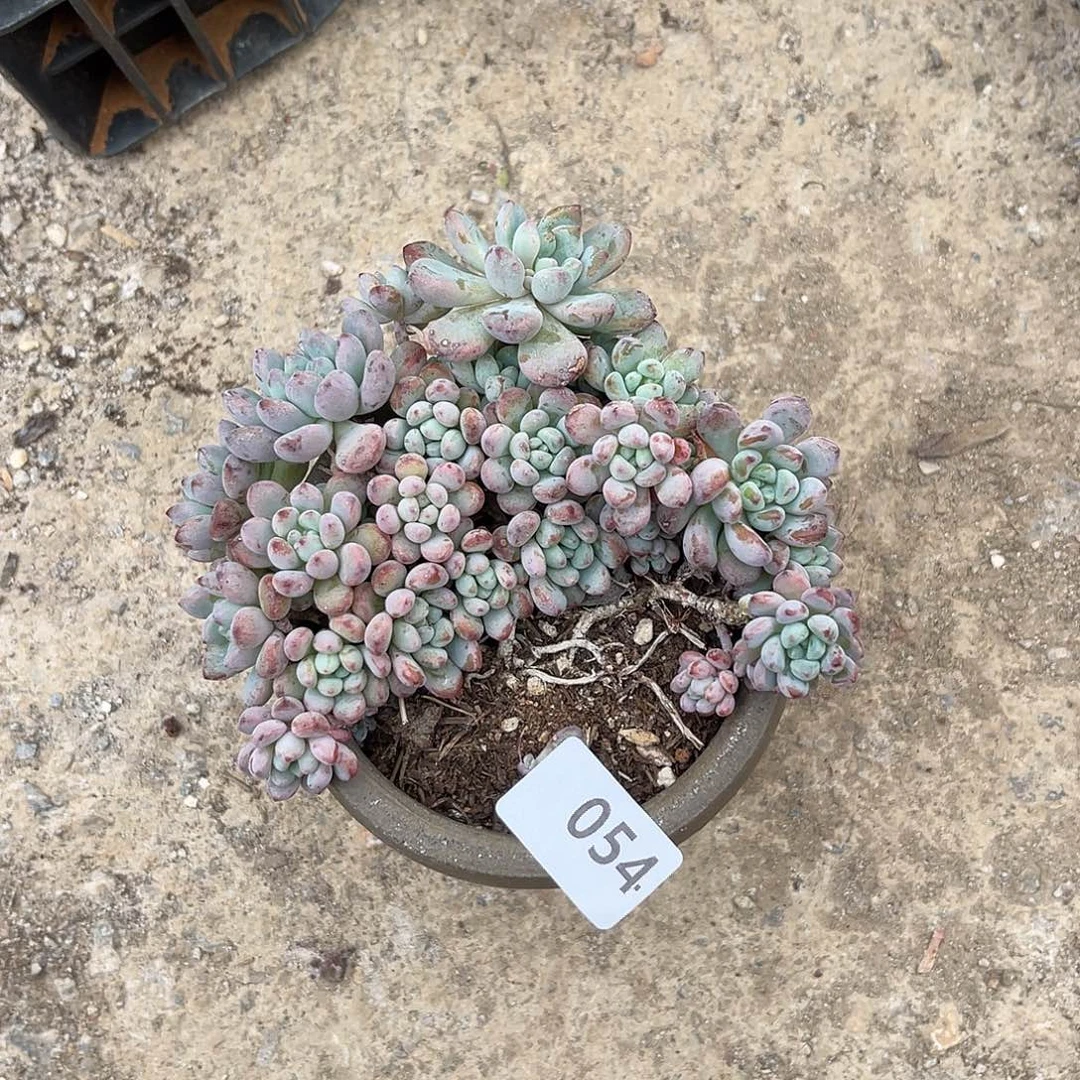 普**人054。  111111