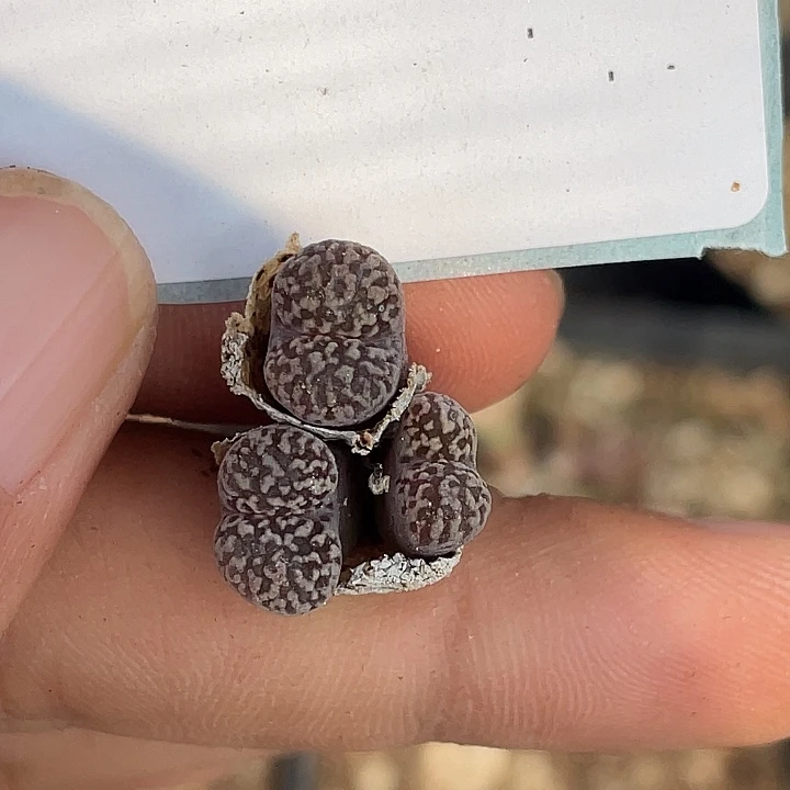 29-103鸟多肉植物肉锥