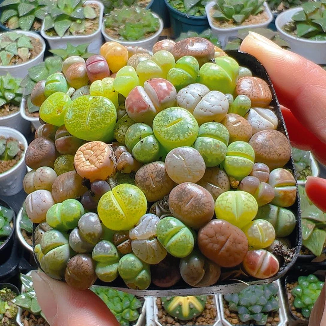 生石花玉露多肉多肉多肉