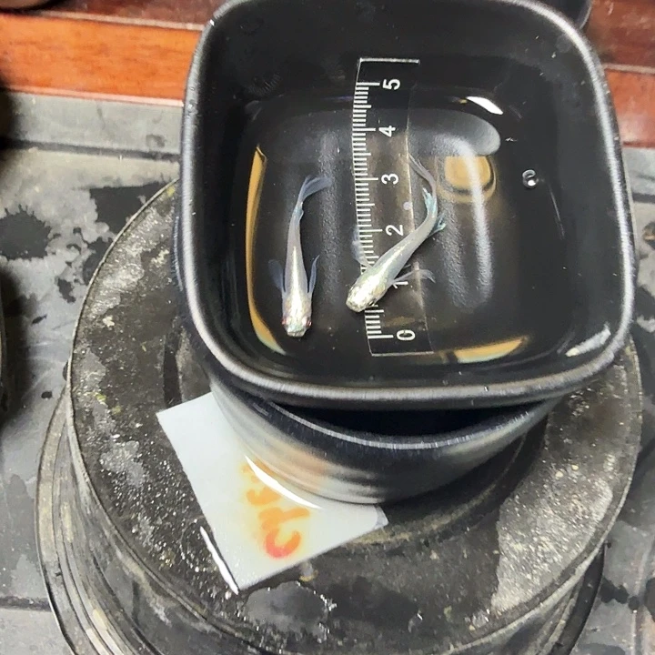 青鳉鱼25号拍品长鳍半月