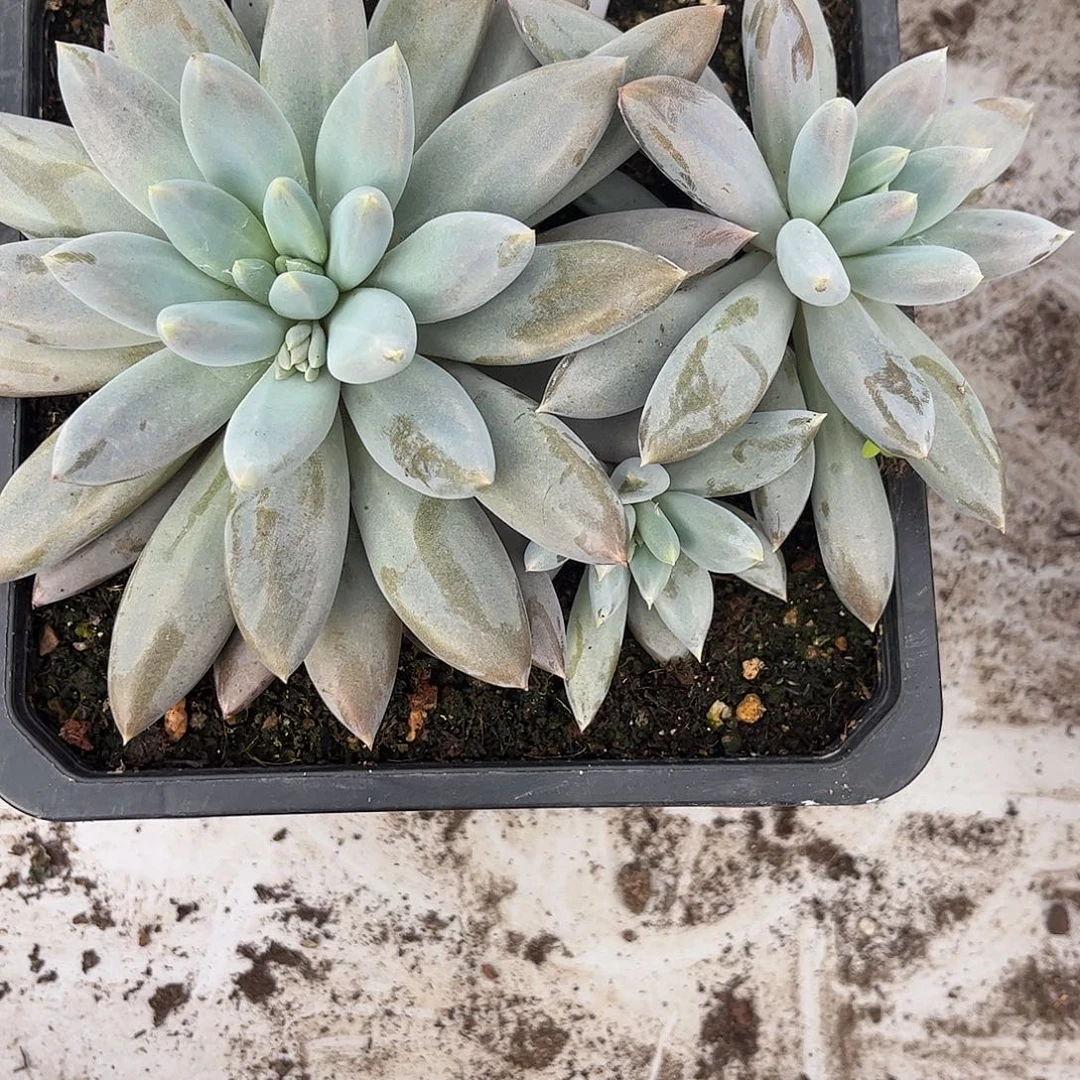 106哥特。