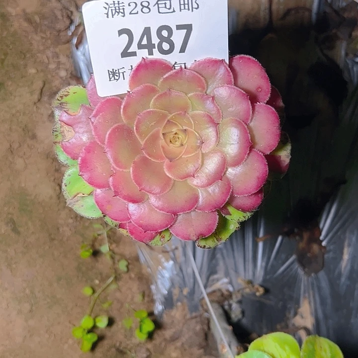褔***兰2487无根知否多肉植物