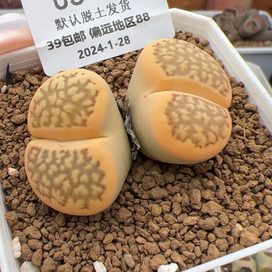 0543号 锦 多肉植物新春福利