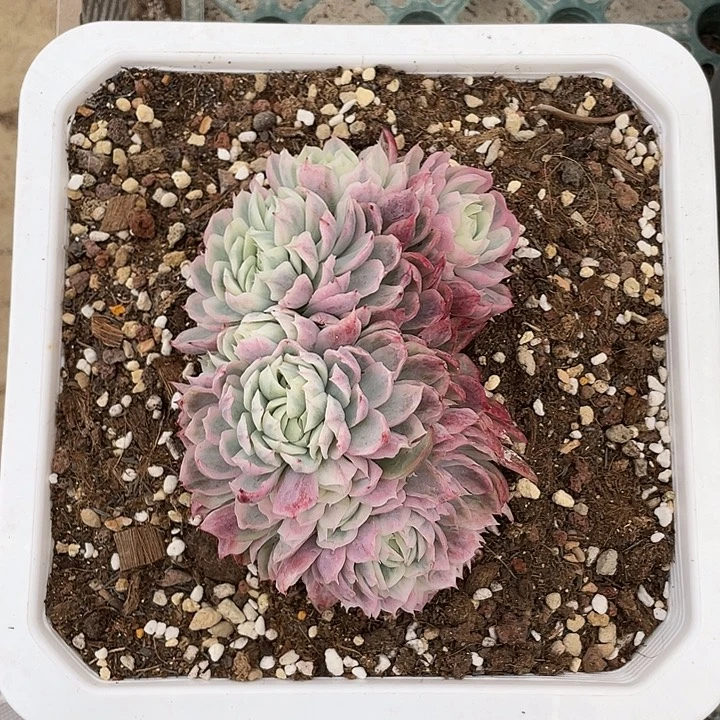 贝瑞锦缀化一物一拍