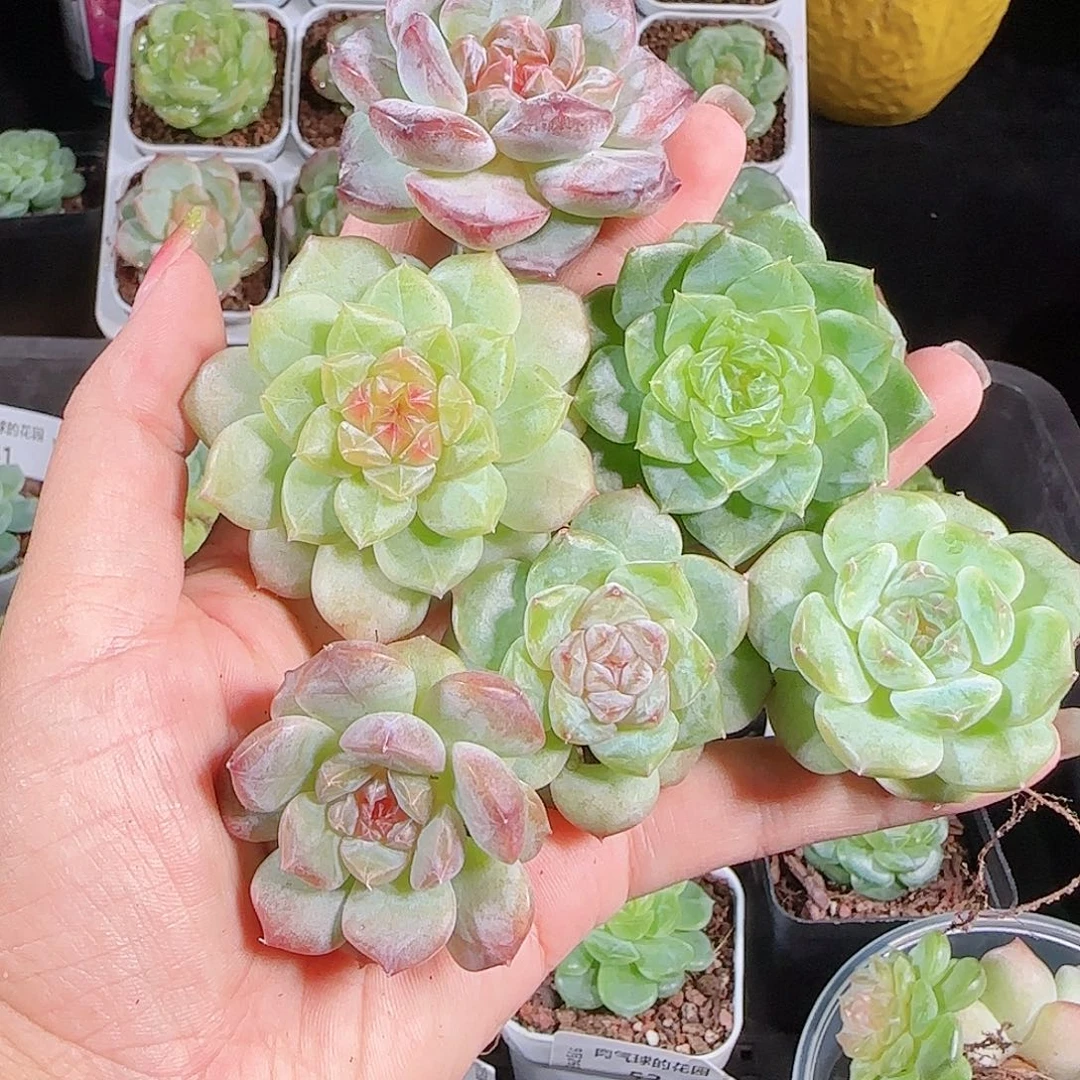 0926-56麦秆优选不包整