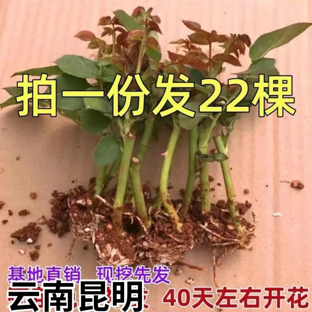 22颗7.8米小苗大花浓香玫瑰花苗四季开花盆栽地栽阳台月季花苗