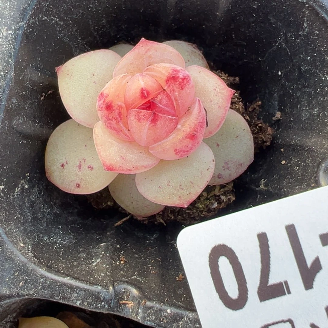 小卡拉米糖心一物一拍15-170