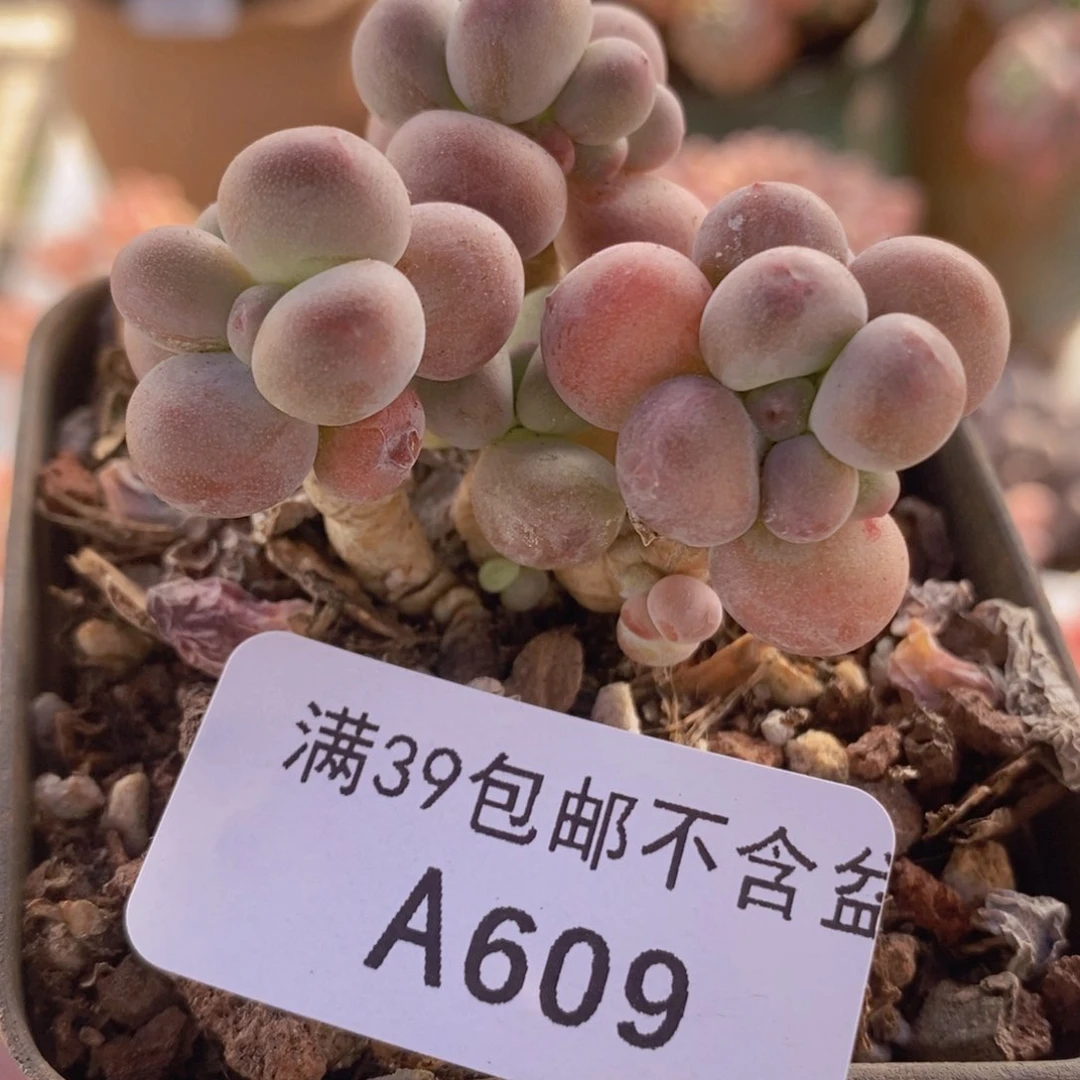 一代苹果奶5cm609多肉植物