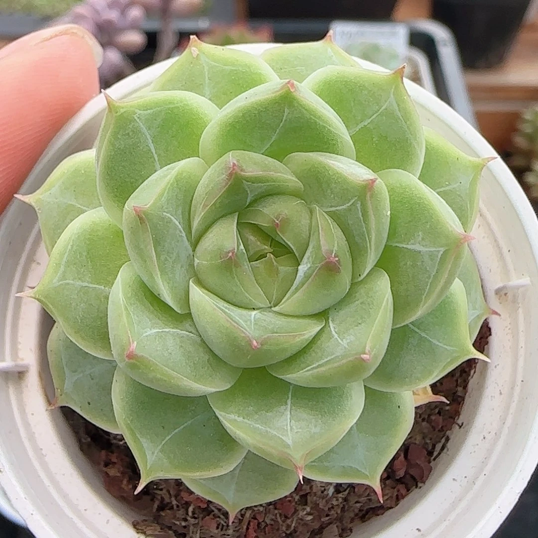 多肉0915--202女王玫瑰
