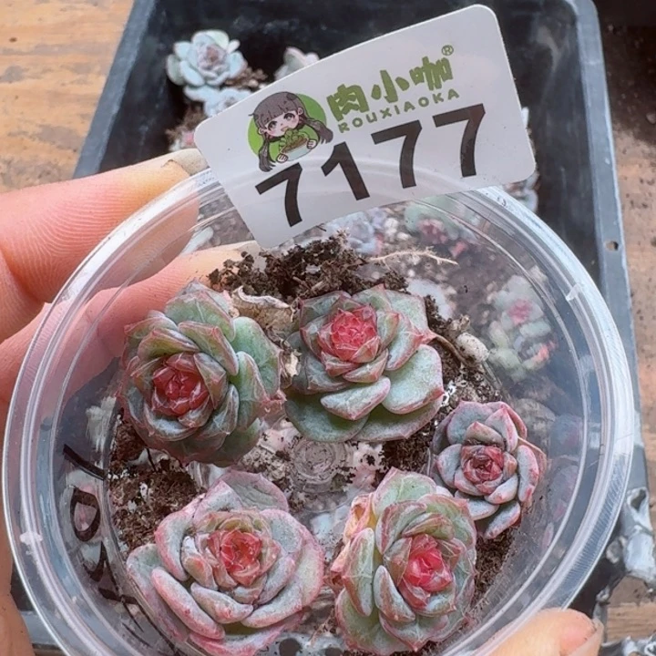 陈*太多肉植物多肉植物