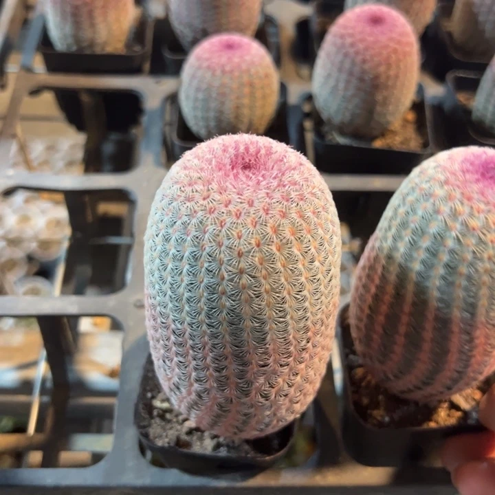 *****吉祥如意等名家作品