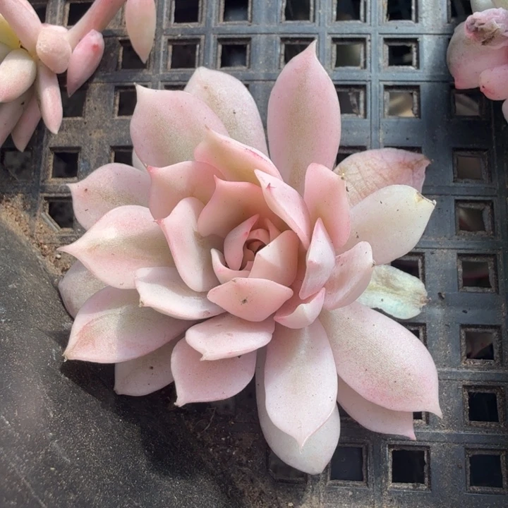 春***秋粉蝶锦腹轮锦无根