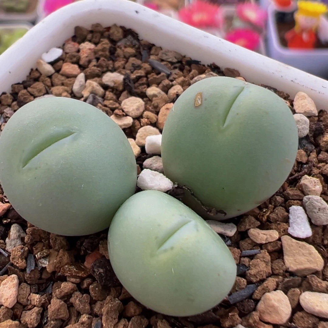 58多肉植物百科植物