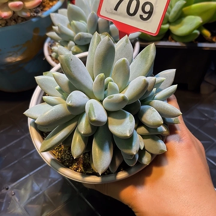 涛***—多肉植物胖体哥特709