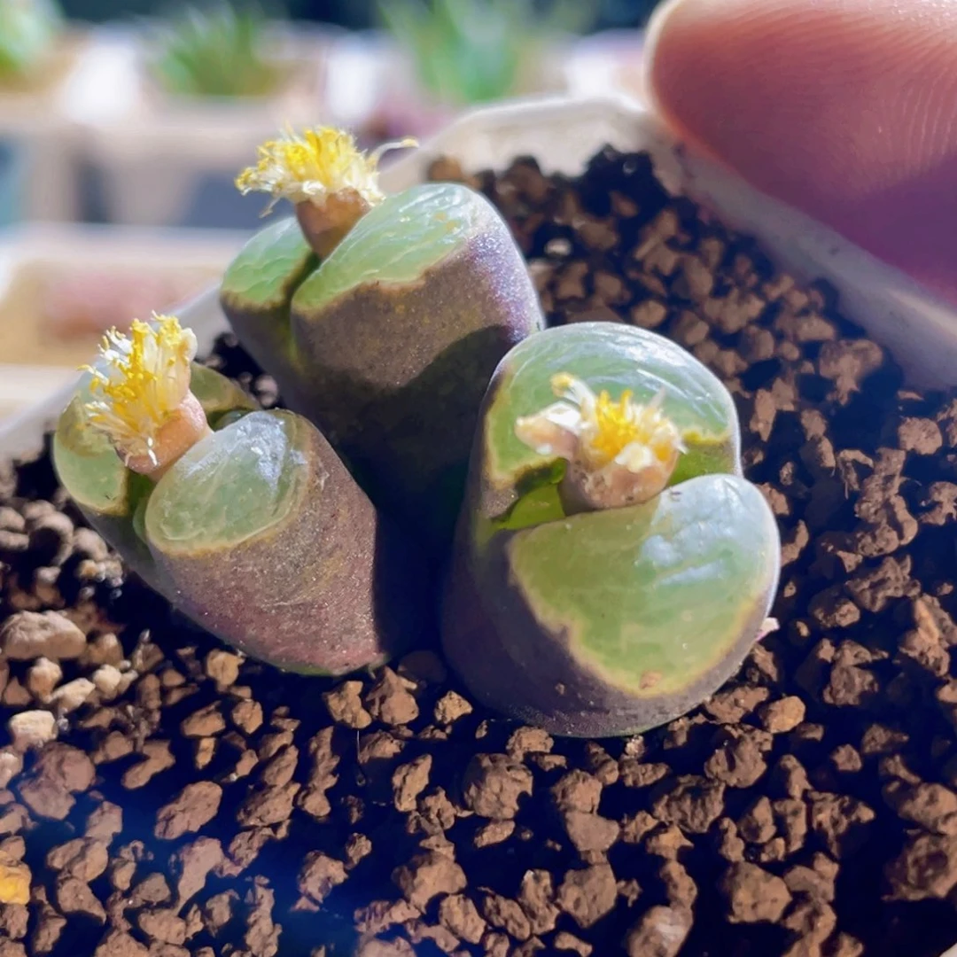 微瑕福利2151风铃植物一物一拍