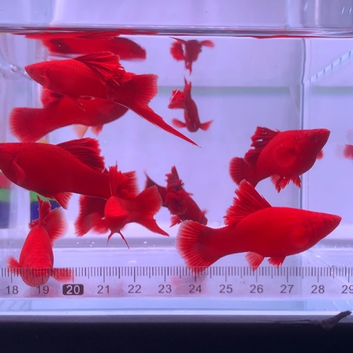 好***人红剑鱼高鳍红箭亚成4公6母