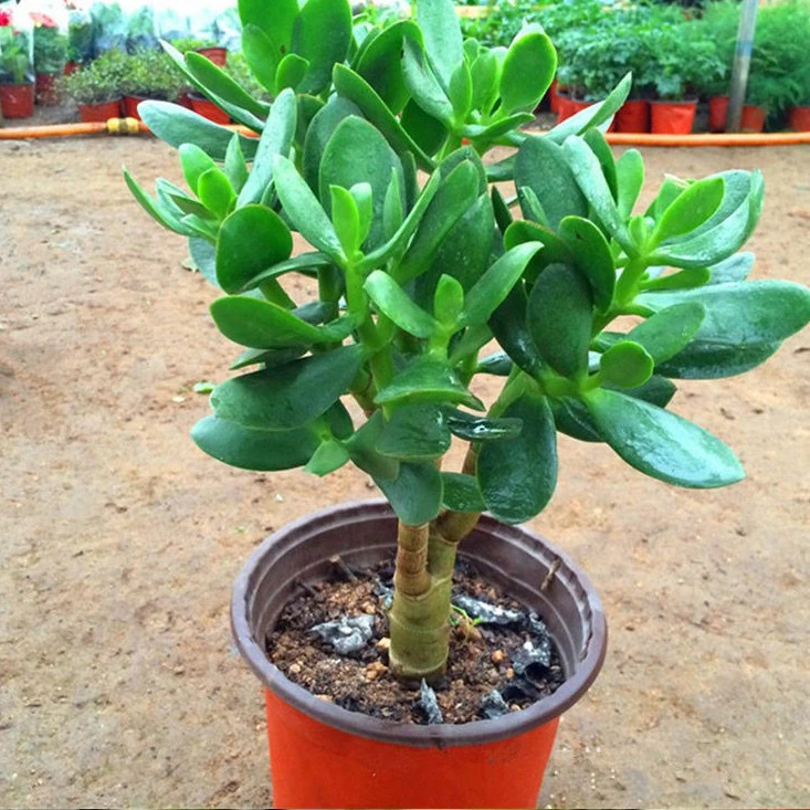 玉树盆栽多肉盆栽多肉植物正宗室内网红老桩